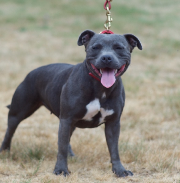 Publication : Of Suprême Staffy's Auteur : eva serrero