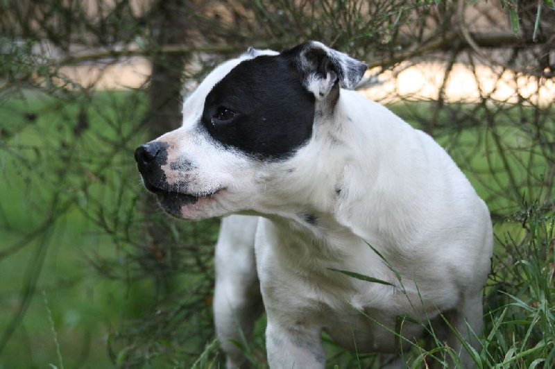 Publication : Of Suprême Staffy's