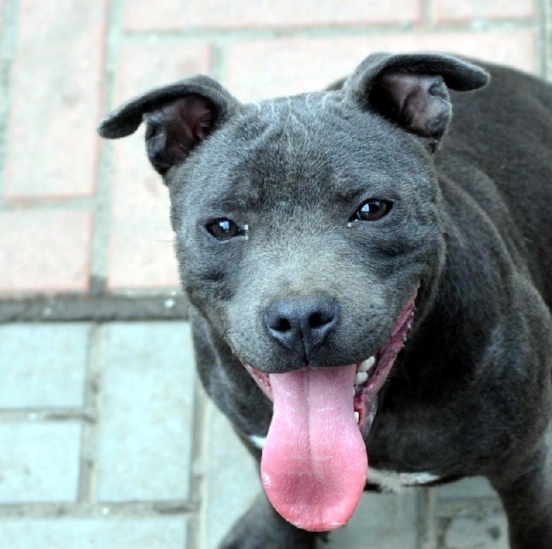 Publication : Of Suprême Staffy's Auteur : eva serrero