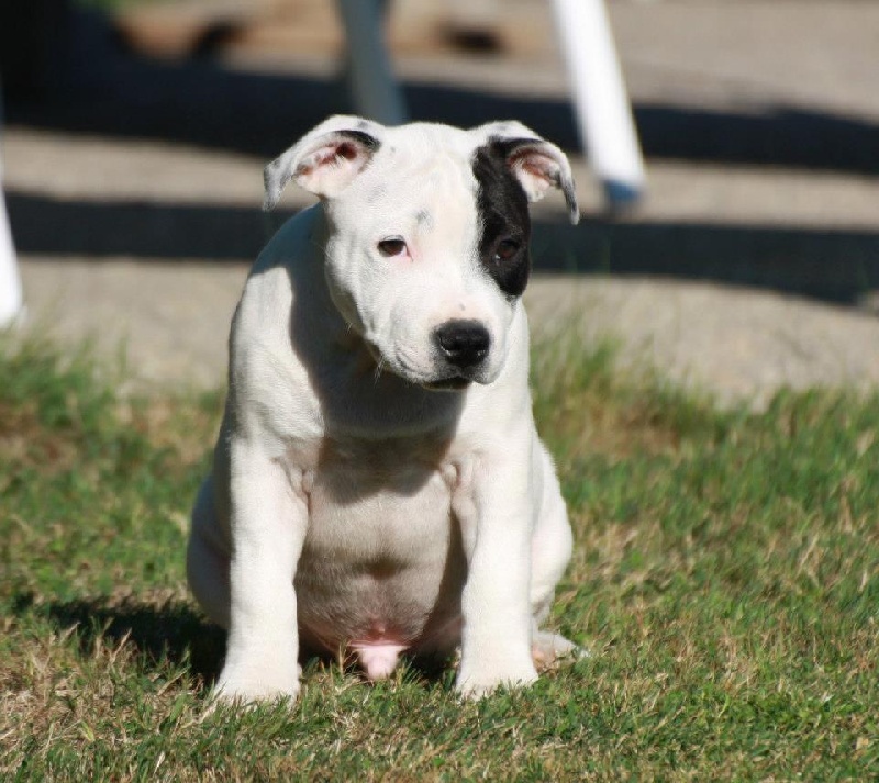 Publication : Of Suprême Staffy's