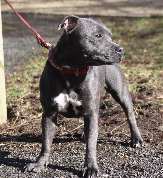 Publication : Of Suprême Staffy's Auteur : eva serrero