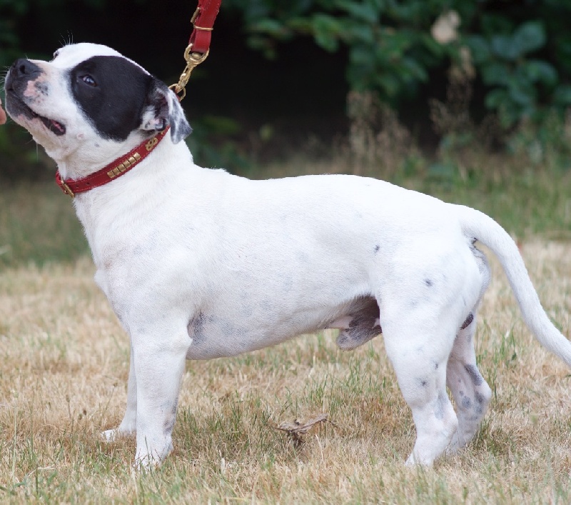 Publication : Of Suprême Staffy's