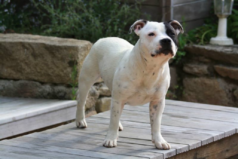 Publication : Of Suprême Staffy's