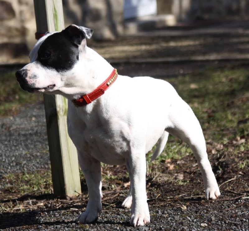 Publication : Of Suprême Staffy's