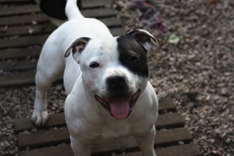 Publication : Of Suprême Staffy's