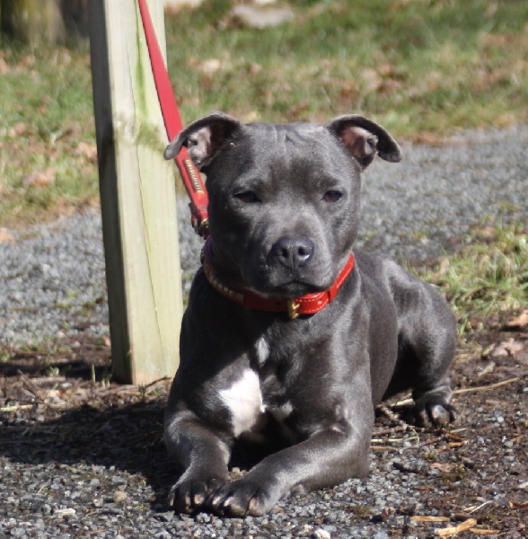 Publication : Of Suprême Staffy's Auteur : eva serrero