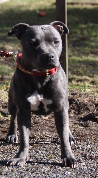 Publication : Of Suprême Staffy's Auteur : eva serrero