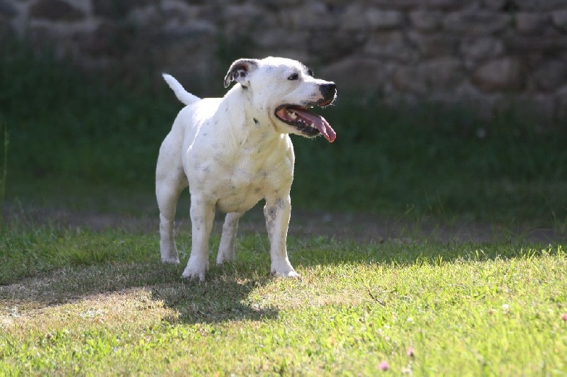 Publication : Of Suprême Staffy's