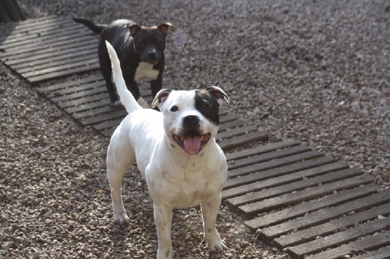 Publication : Of Suprême Staffy's