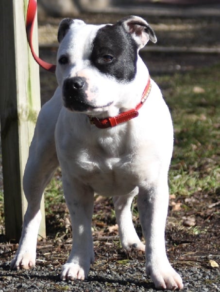 Publication : Of Suprême Staffy's