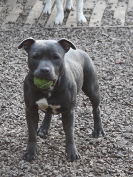 Publication : Of Suprême Staffy's Auteur : eva serrero