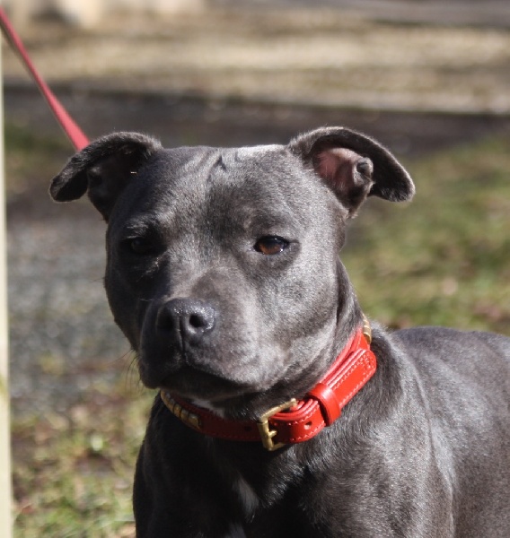 Publication : Of Suprême Staffy's Auteur : eva serrero