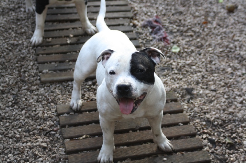 Publication : Of Suprême Staffy's