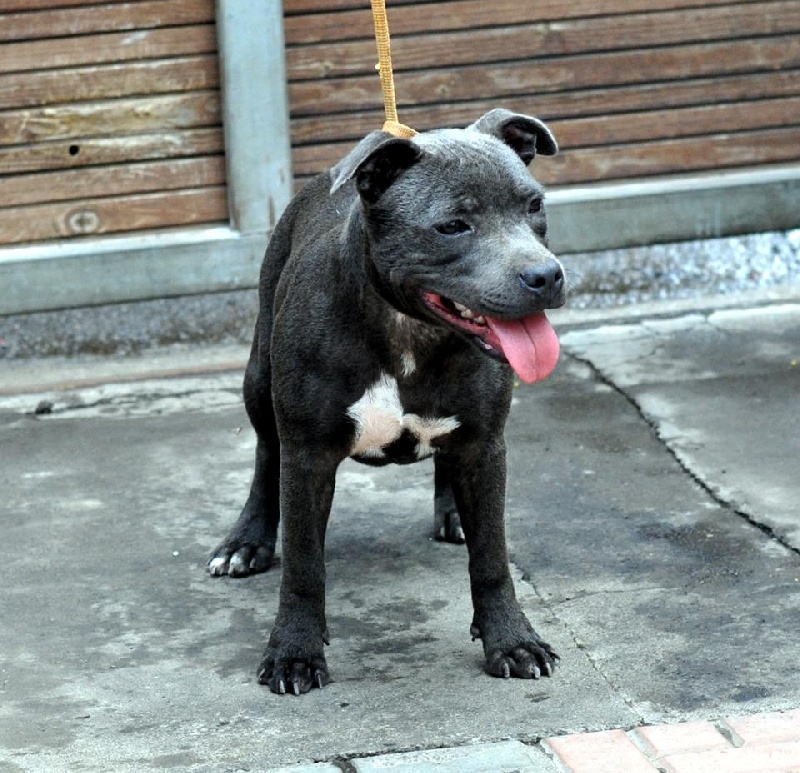 Publication : Of Suprême Staffy's Auteur : eva serrero