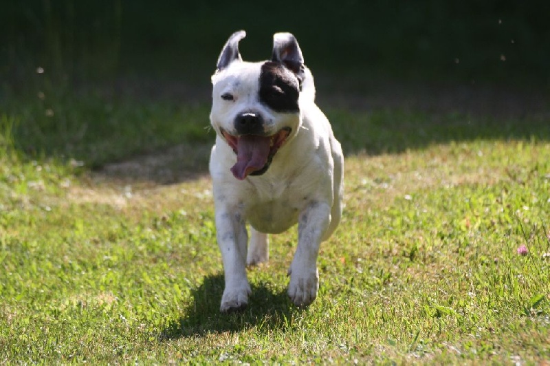 Publication : Of Suprême Staffy's