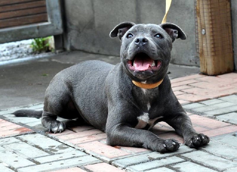 Publication : Of Suprême Staffy's Auteur : eva serrero