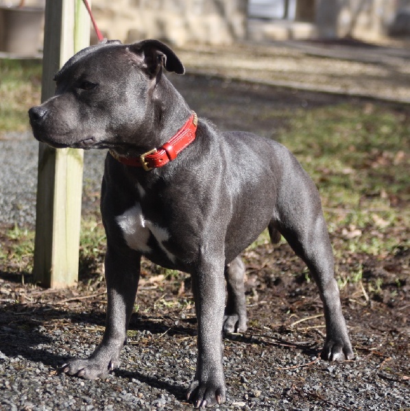 Publication : Of Suprême Staffy's Auteur : eva serrero