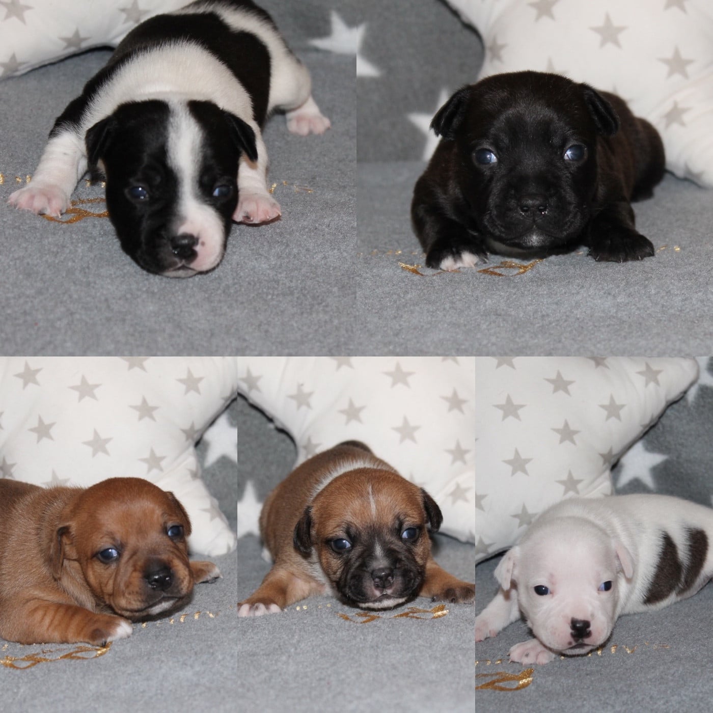 Staffordshire Bull Terrier - Of Suprême Staffy's