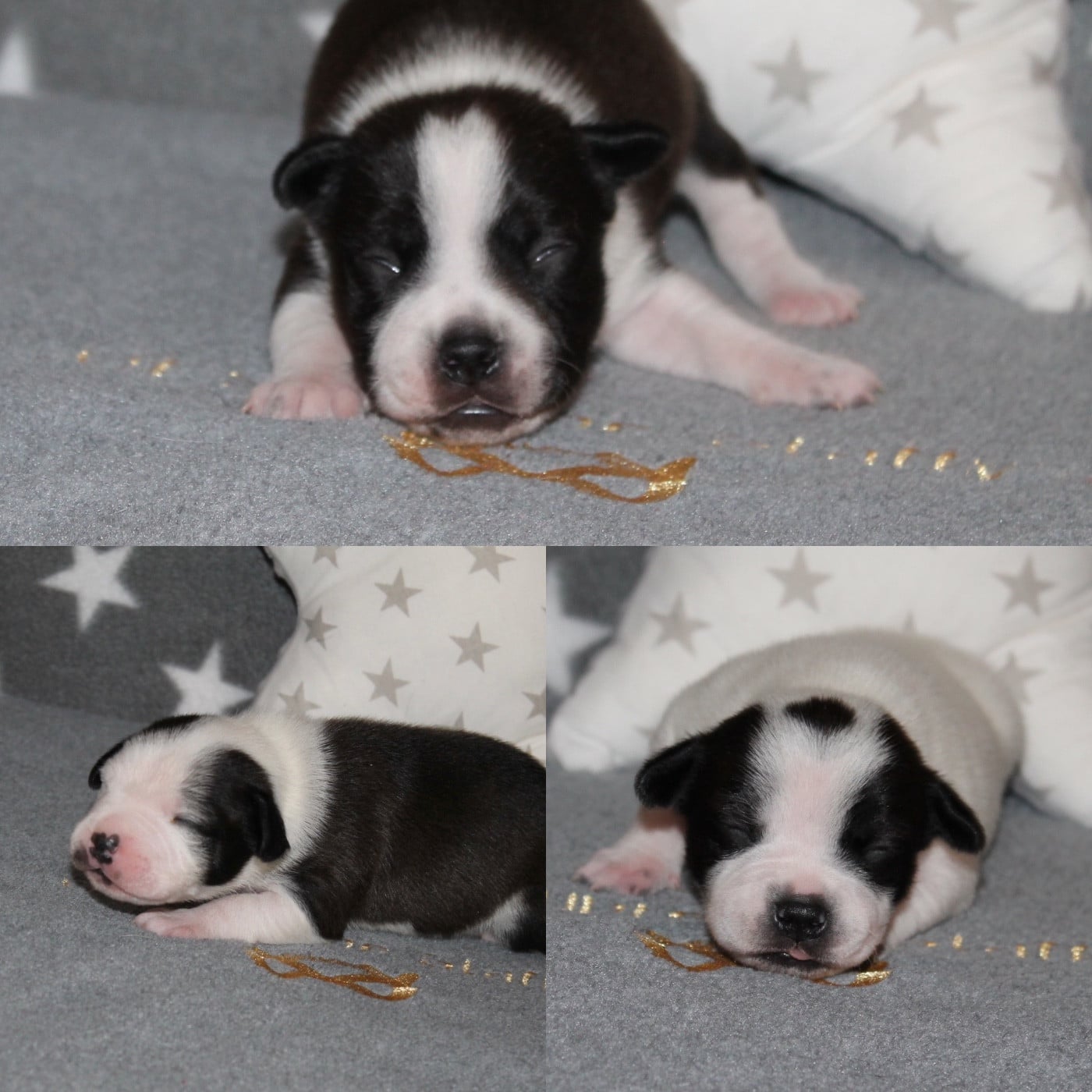 Staffordshire Bull Terrier - Of Suprême Staffy's