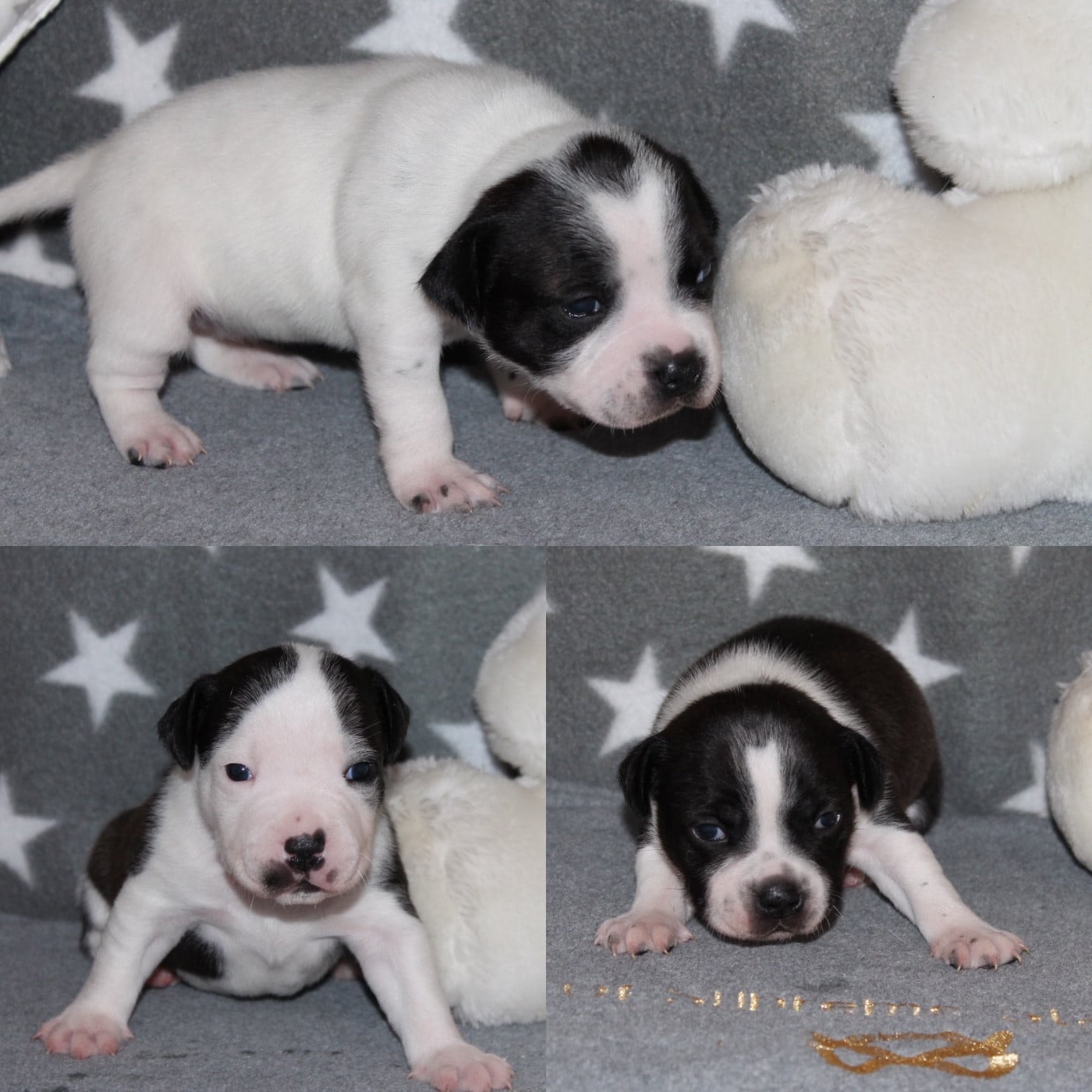 Staffordshire Bull Terrier - Of Suprême Staffy's