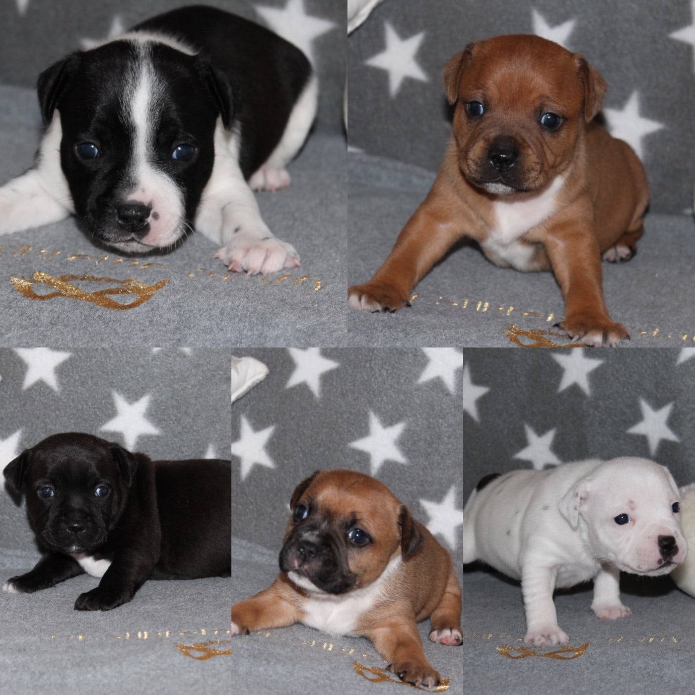 Staffordshire Bull Terrier - Of Suprême Staffy's