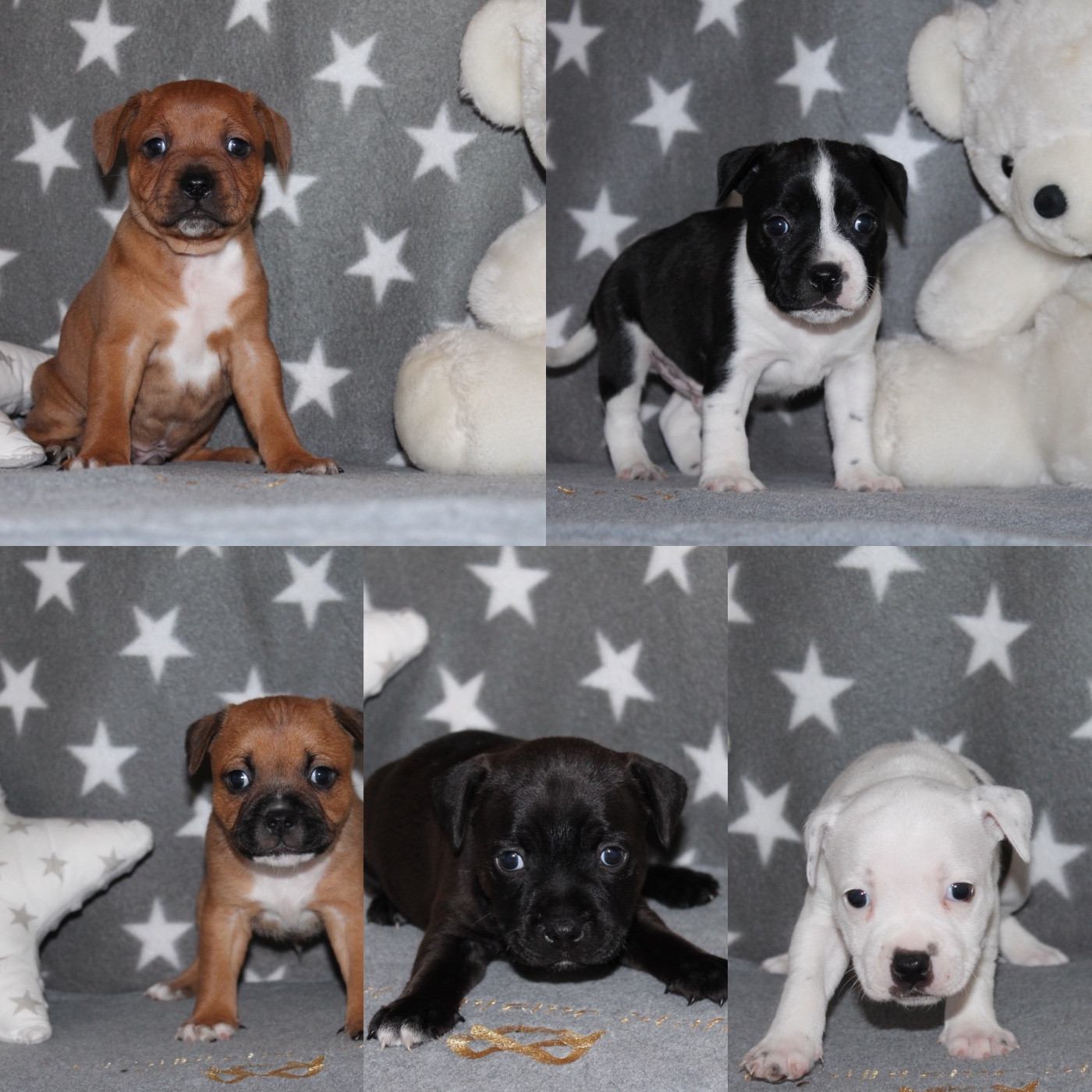 Staffordshire Bull Terrier - Of Suprême Staffy's