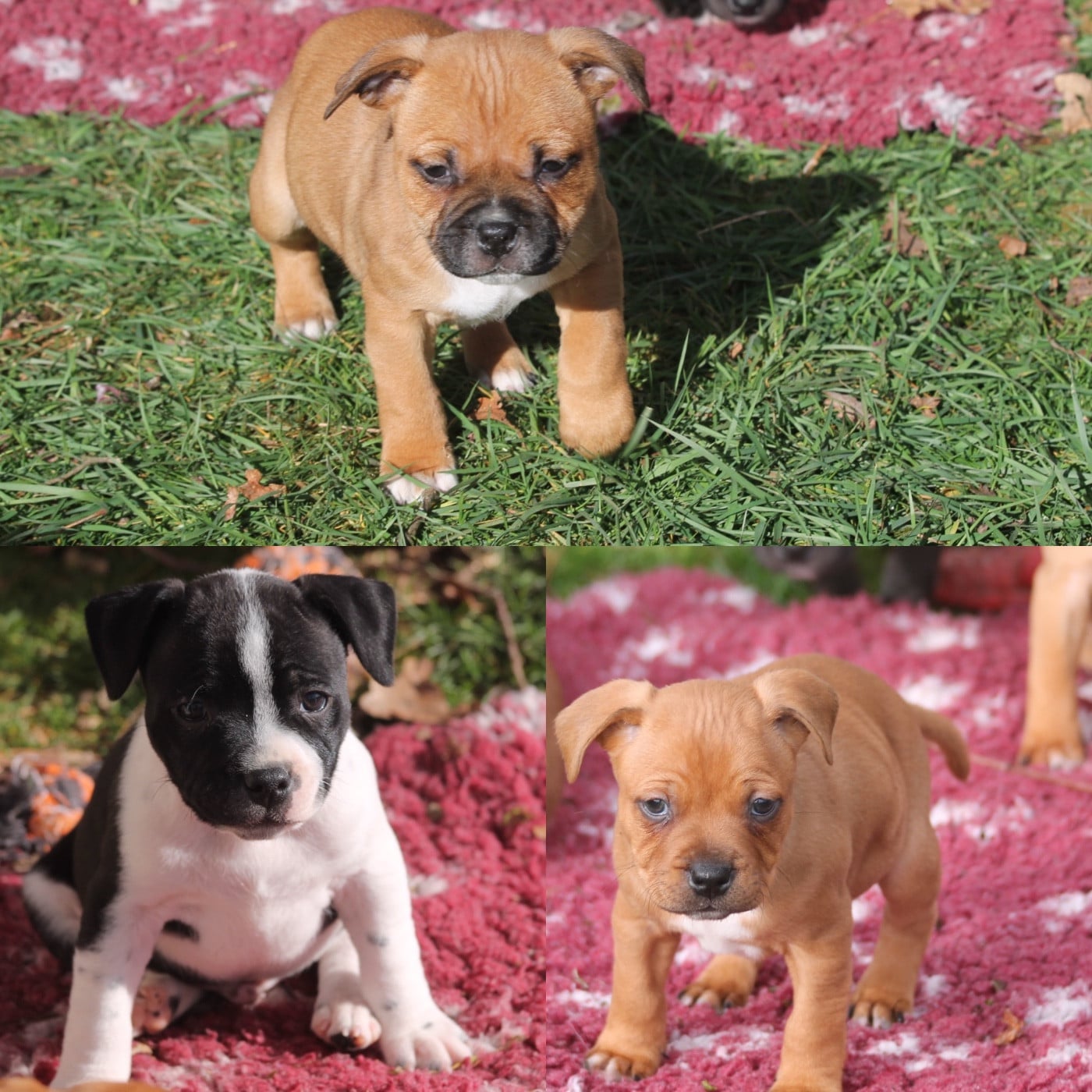 Staffordshire Bull Terrier - Of Suprême Staffy's