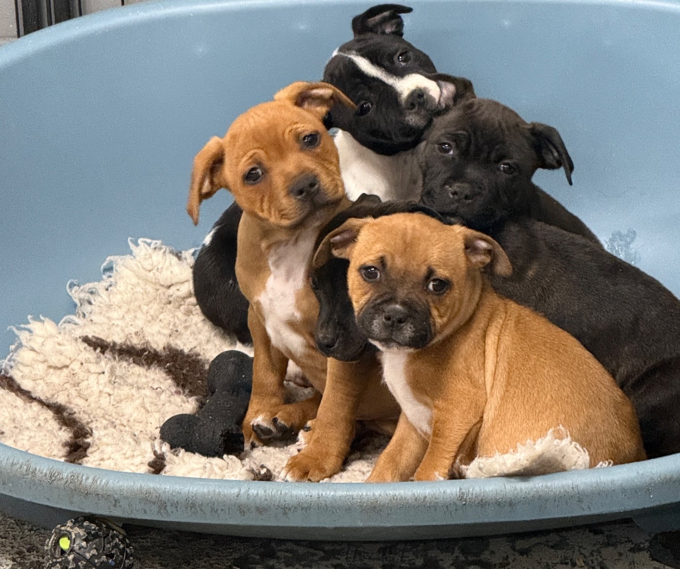 Staffordshire Bull Terrier - Of Suprême Staffy's