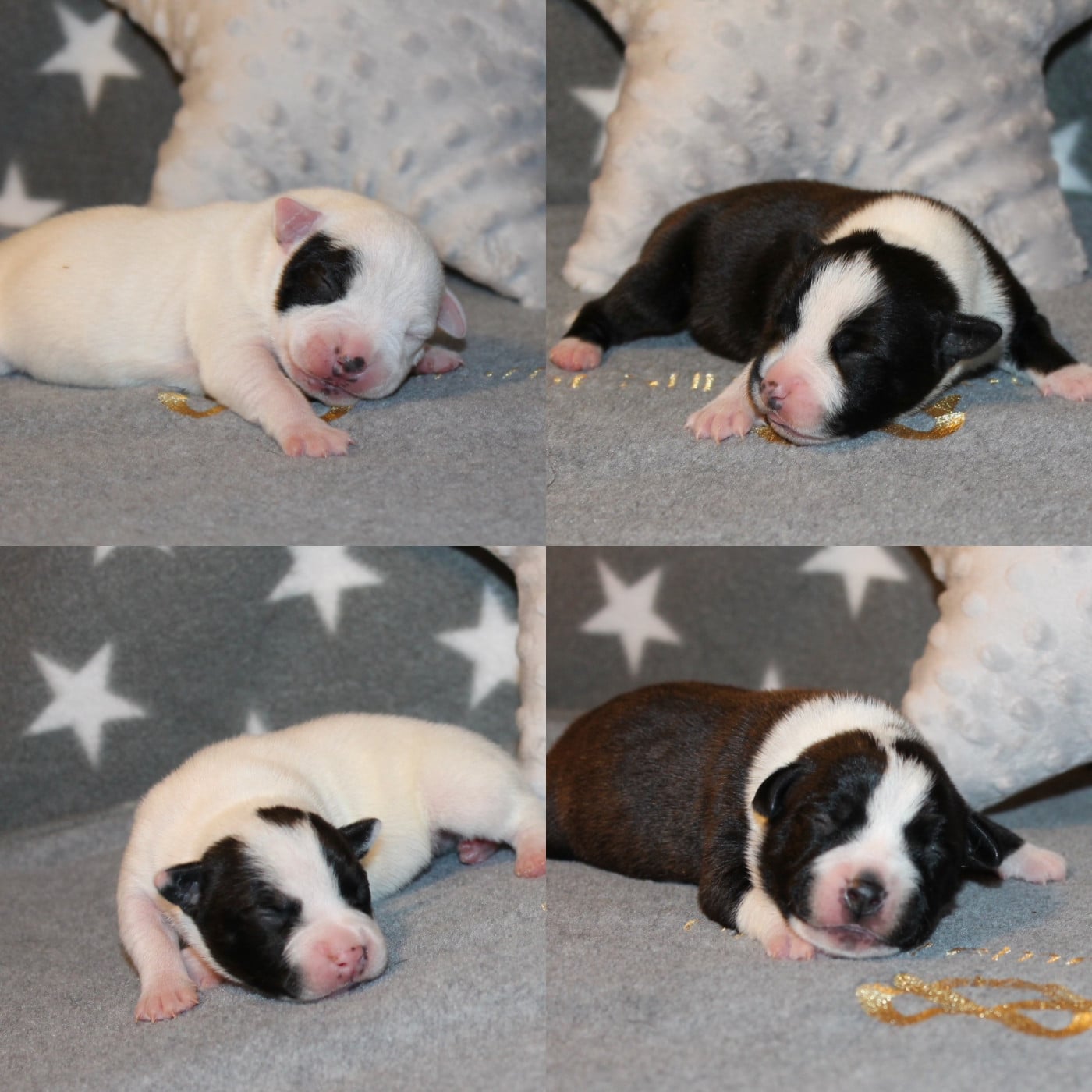 Staffordshire Bull Terrier - Of Suprême Staffy's