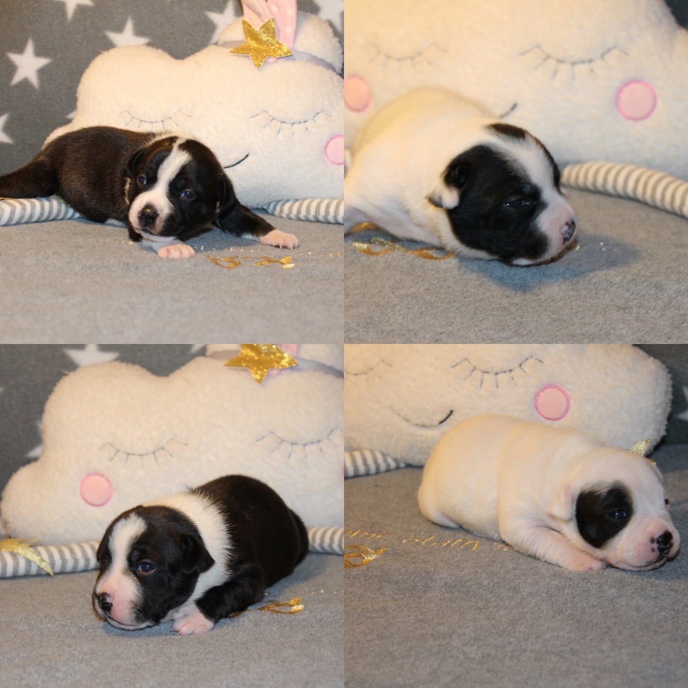 Staffordshire Bull Terrier - Of Suprême Staffy's