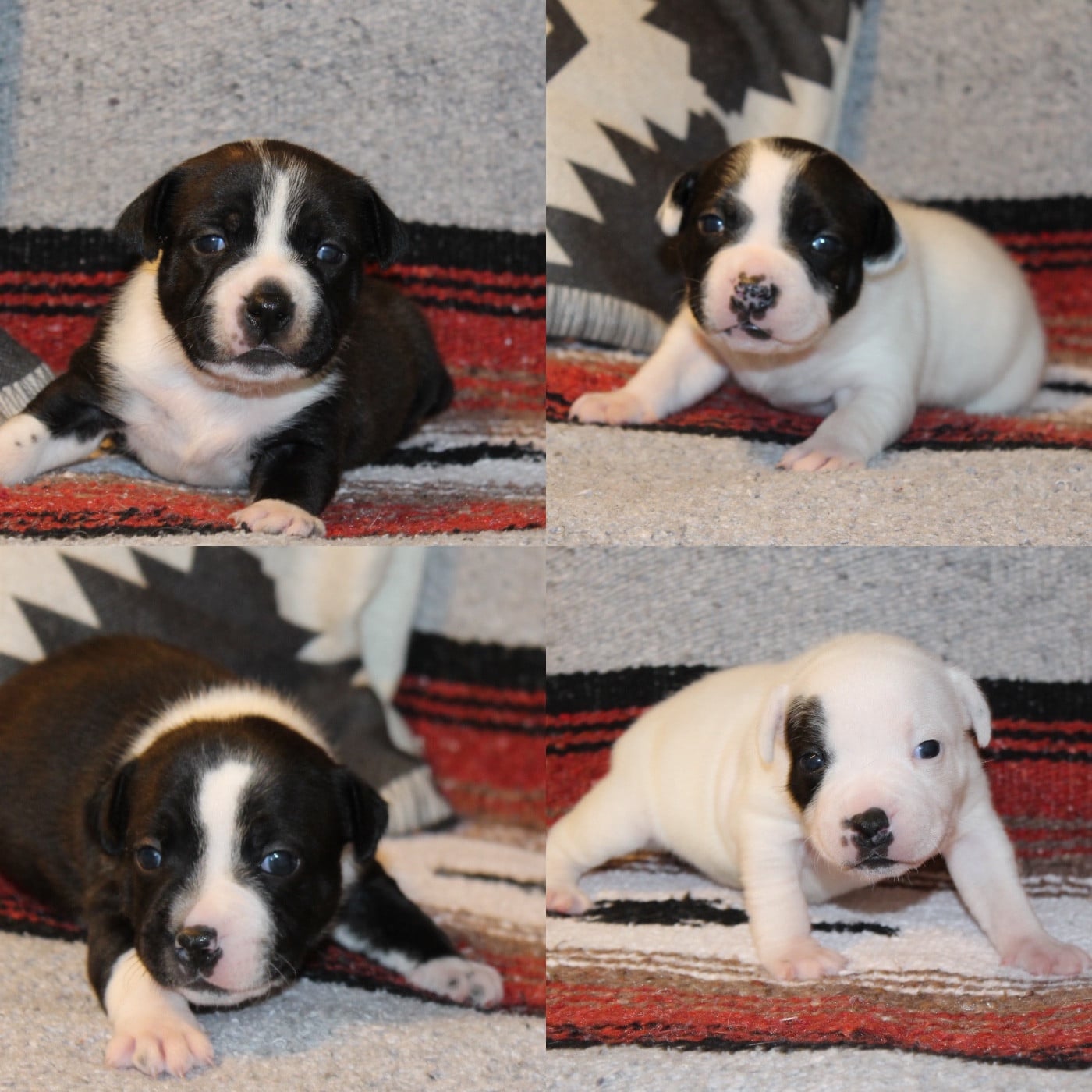 Staffordshire Bull Terrier - Of Suprême Staffy's