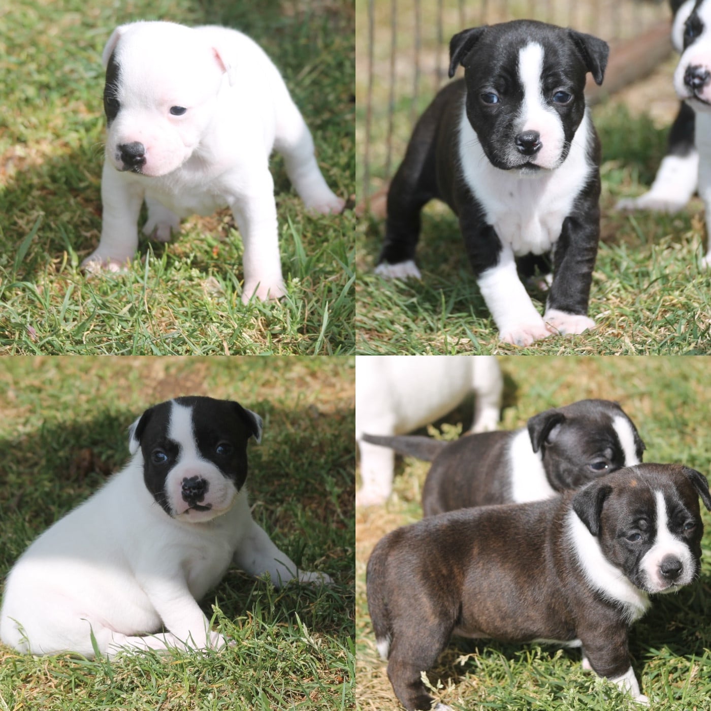 Staffordshire Bull Terrier - Of Suprême Staffy's
