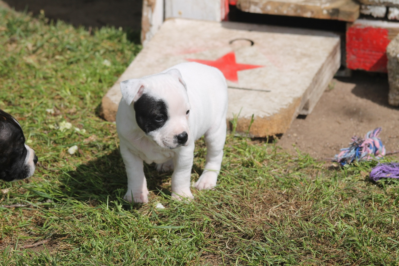Bulle Of Suprême Staffy s