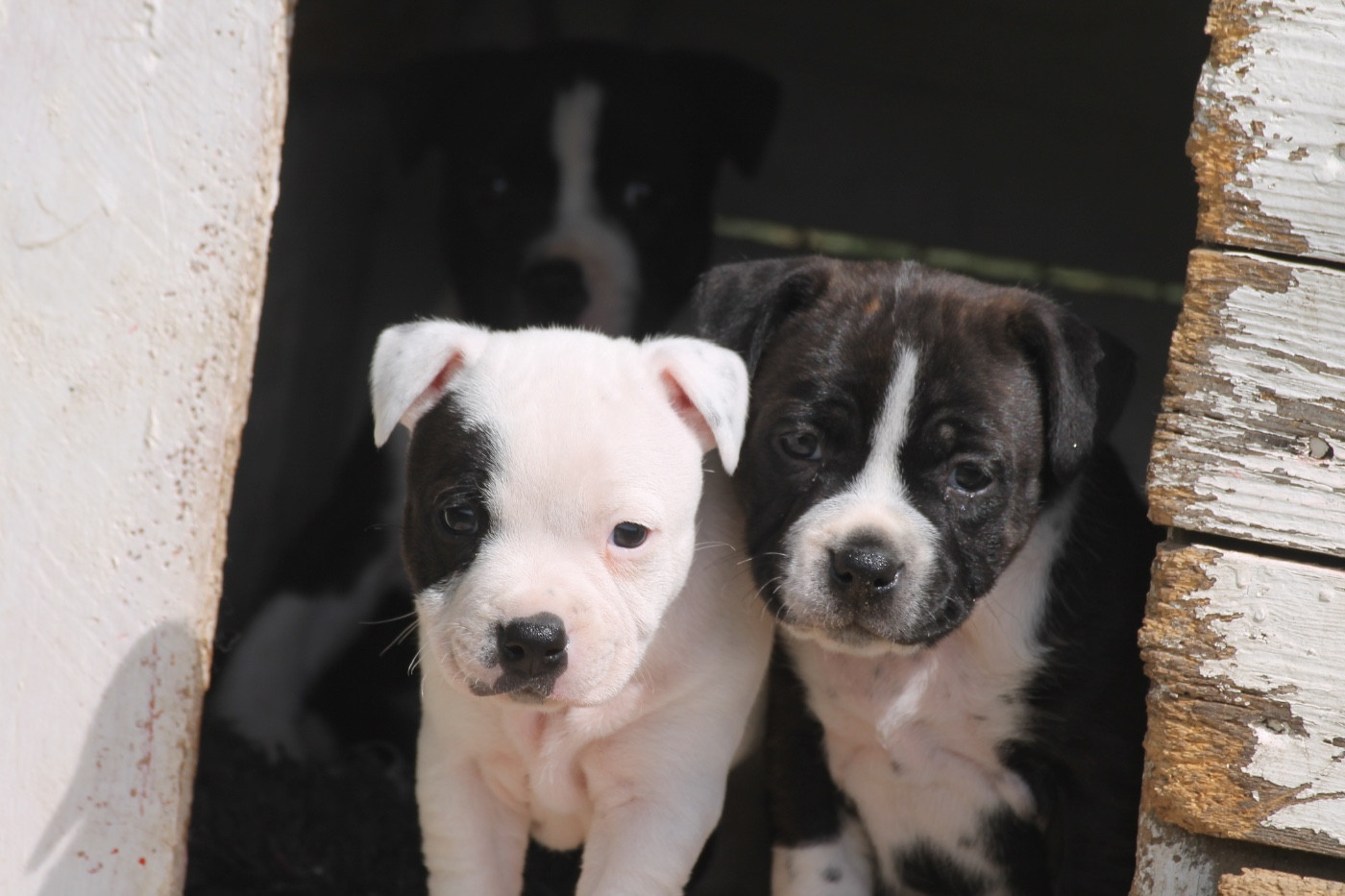 Bulle Of Suprême Staffy s