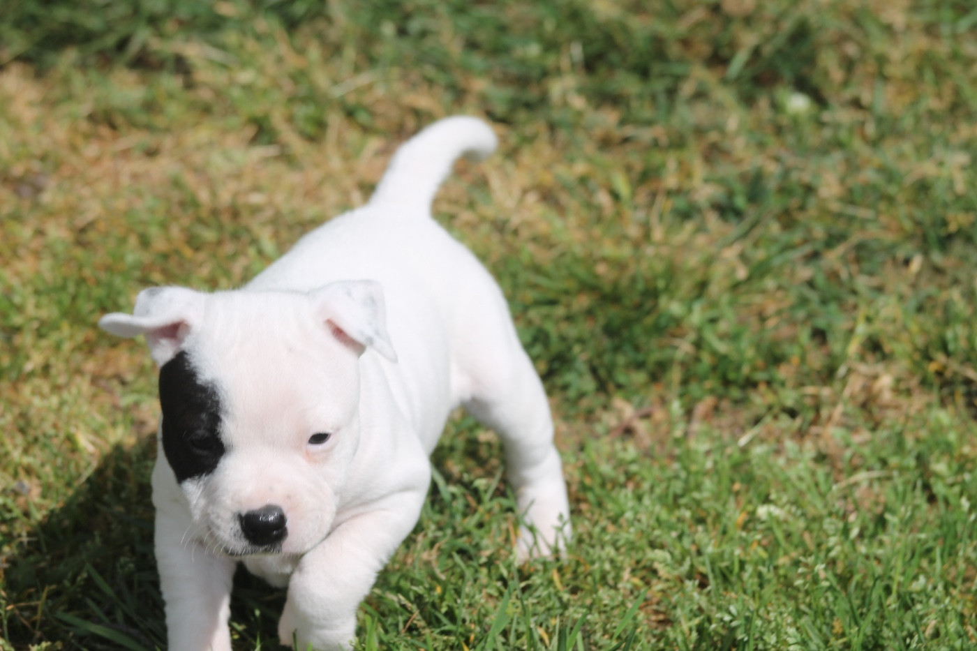 Bulle Of Suprême Staffy s
