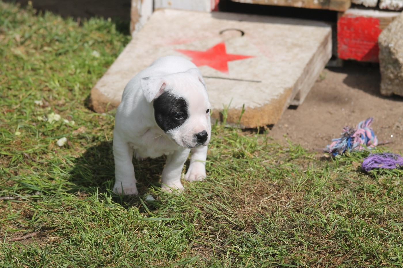 Bulle Of Suprême Staffy s