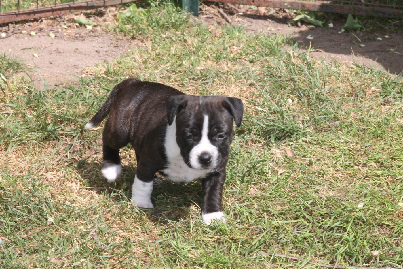 Black Mafia of Supreme Staffy sv