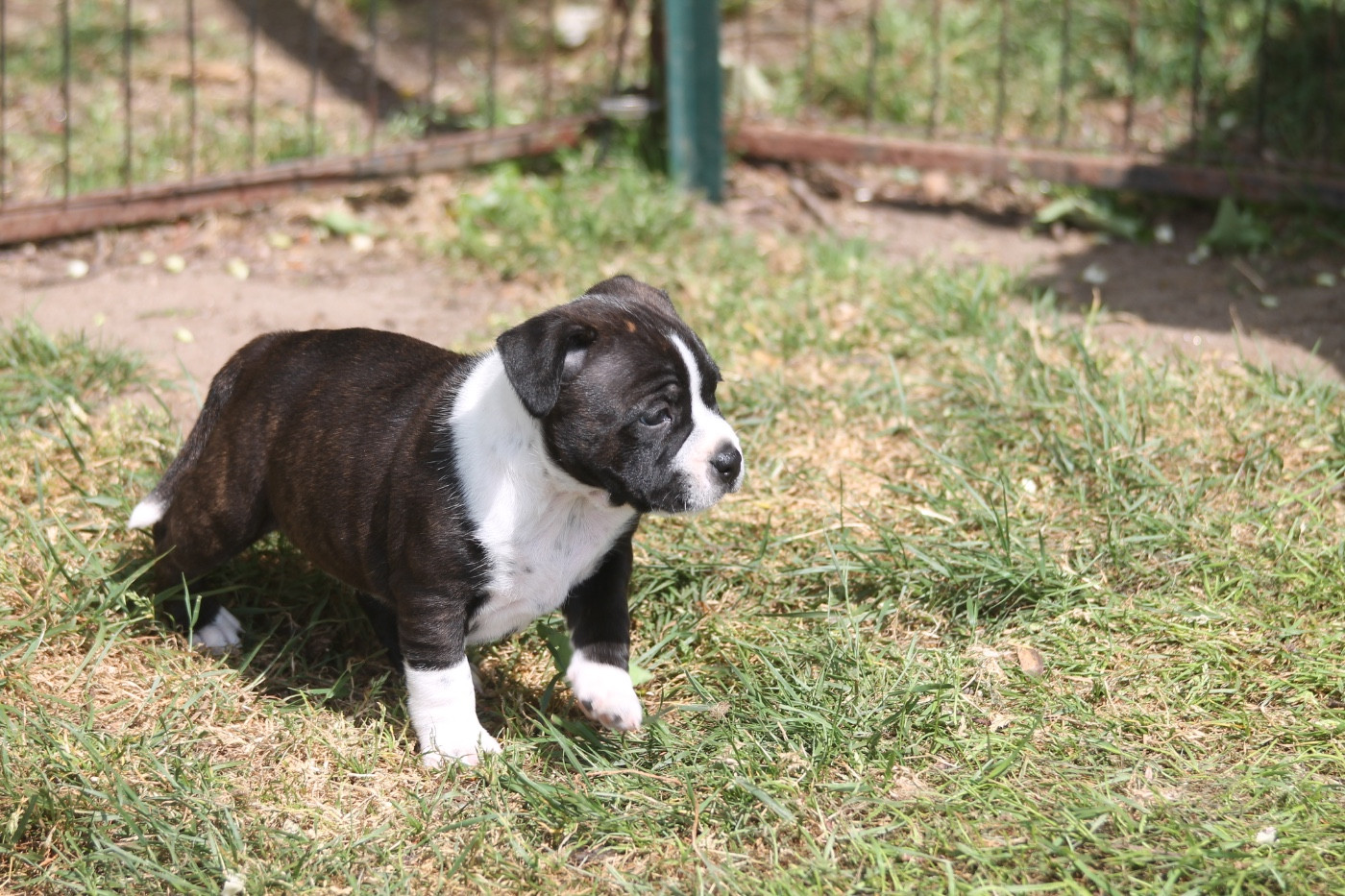Black Mafia of Supreme Staffy sv