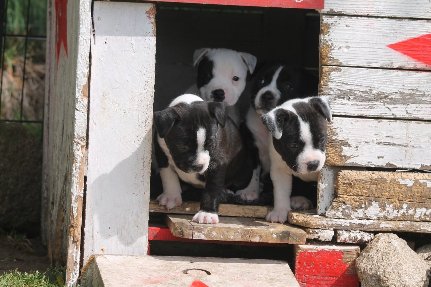 Staffordshire Bull Terrier - Of Suprême Staffy's