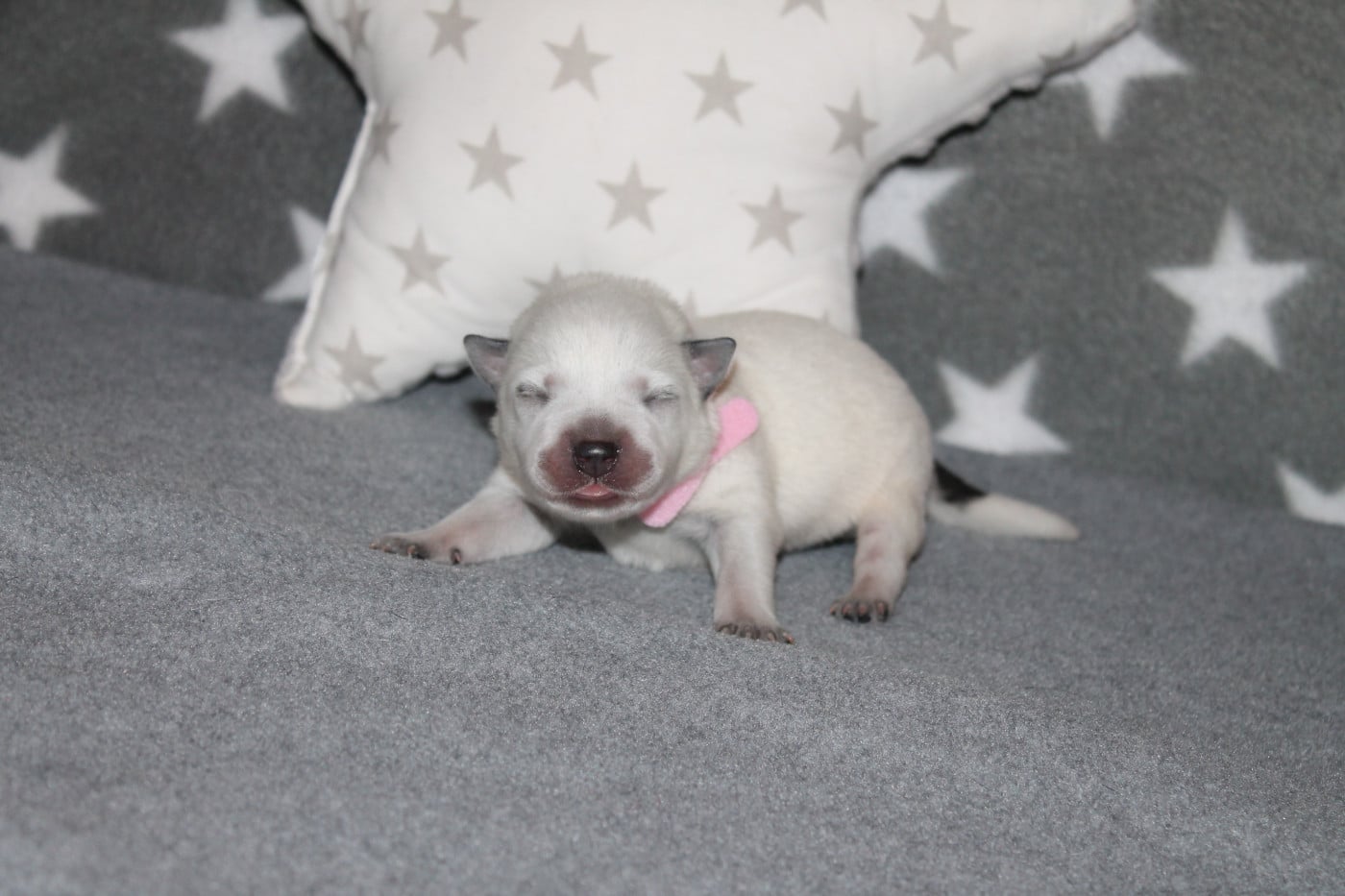 Bernadette - Bouvier australien