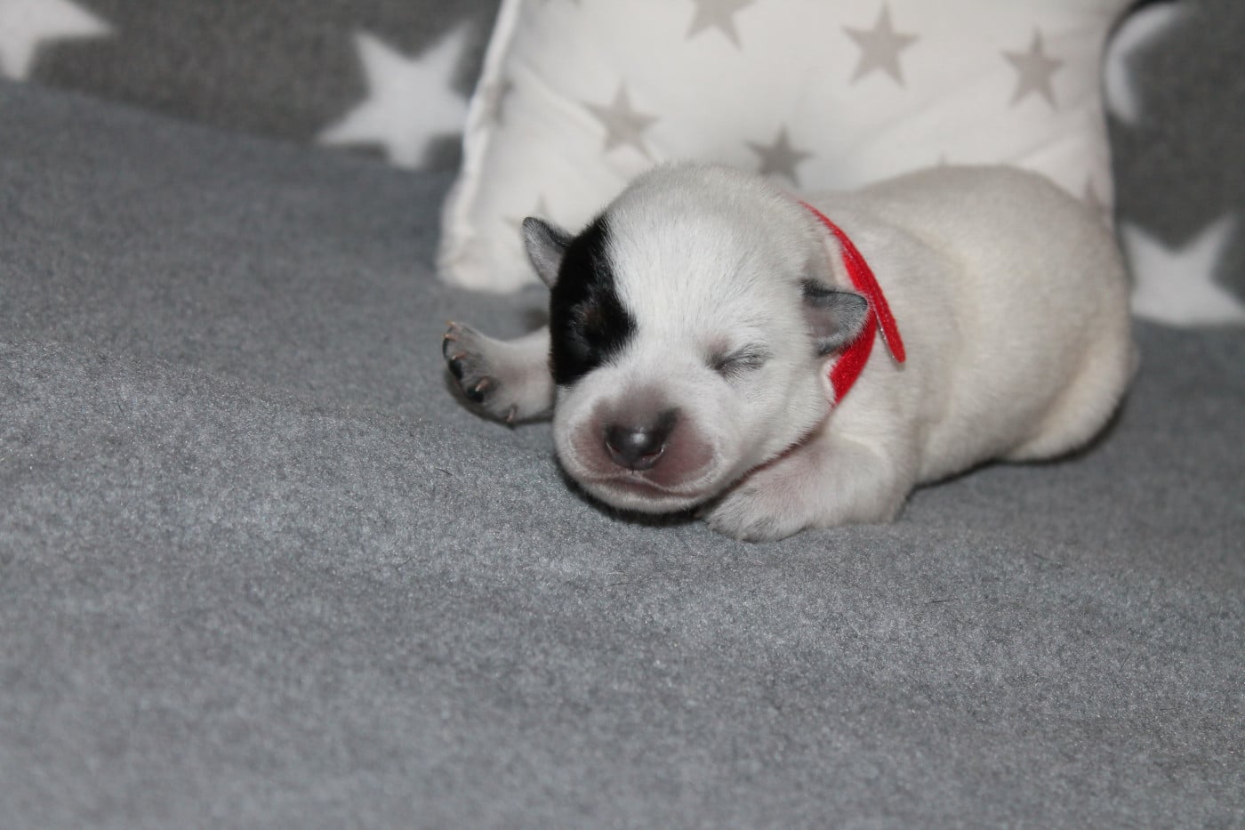 Babette - Bouvier australien