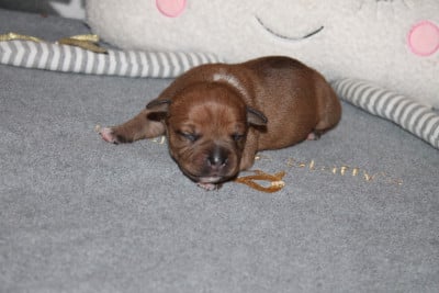 Les chiots de Staffordshire Bull Terrier