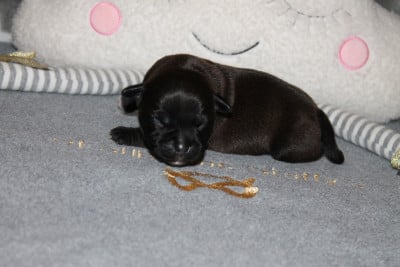 Les chiots de Staffordshire Bull Terrier