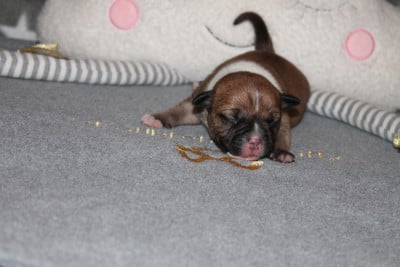 Les chiots de Staffordshire Bull Terrier