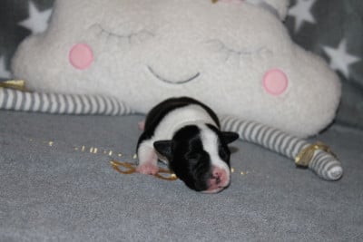 Les chiots de Staffordshire Bull Terrier