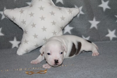 Les chiots de Staffordshire Bull Terrier