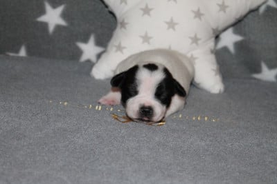 Les chiots de Staffordshire Bull Terrier