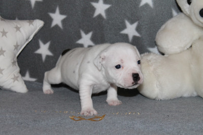 Les chiots de Staffordshire Bull Terrier