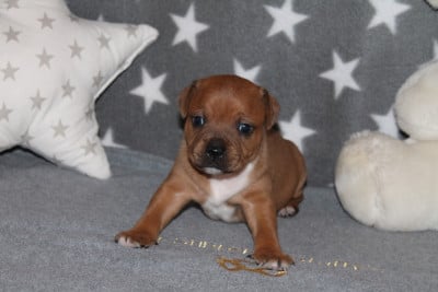Les chiots de Staffordshire Bull Terrier