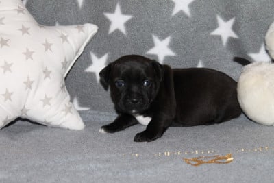 Les chiots de Staffordshire Bull Terrier